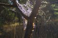 resin web